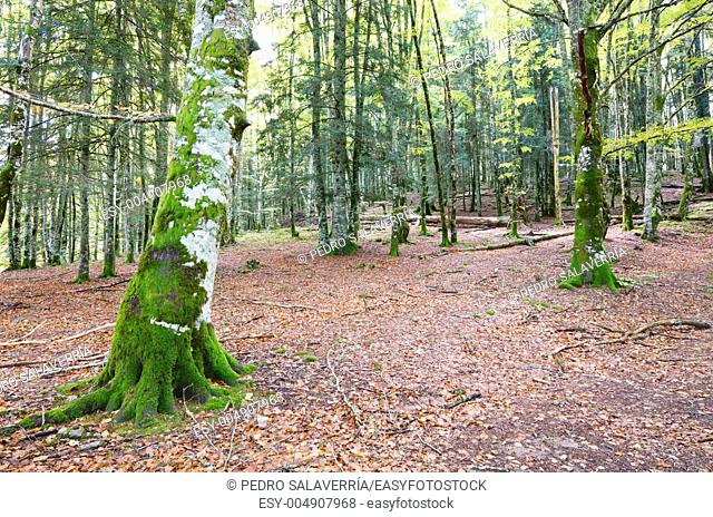 beech forest in Irati Jungle, Pyrenees, Navarra, Spain