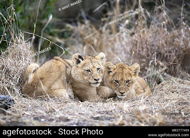 Lion cubs, Panthera leo, huddle together in dry grass