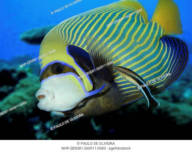 Bluestreak cleaner wrasse, Labroides dimidiatus cleaning Emperor angelfish, Pomacanthus imperator. Composite image. Portugal