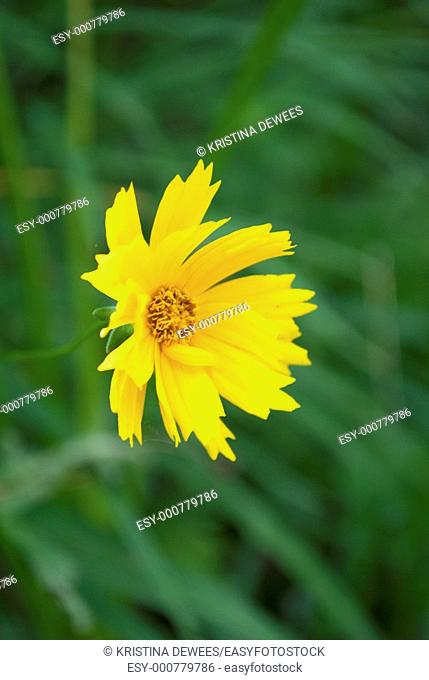A single yellow Coreopsis bloom