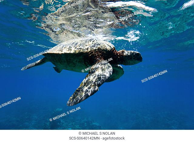 Green sea turtle Chelonia mydas at cleaning station at Olowalu Reef on the west side of the island of Maui, Hawaii, USA MORE INFO The range of this species...