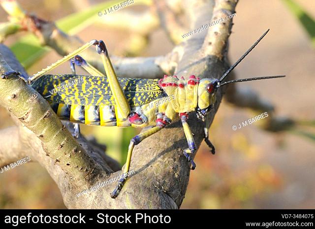 African grasshopper (Phymateus saxosus) on its nutritious plant desert rose (Adenium obesum). This photo was taken in Omo Valley, Ethiopia