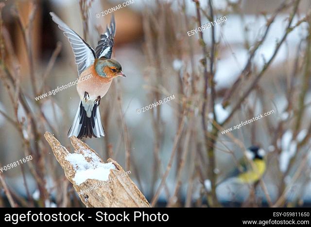 Fliegender Buchfink im Winter