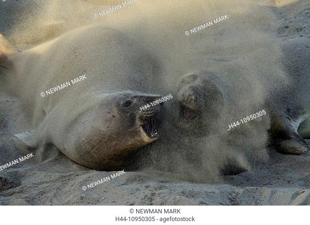USA, United States, America, California, seal, animal, northern elephant seal, mirounga angustirostris