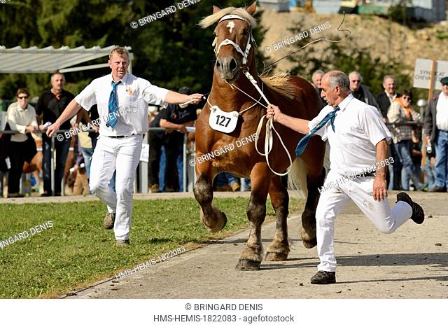 France, Doubs, Maiche, national competition Trait Comtois horse, stallion passing the jury, trotting