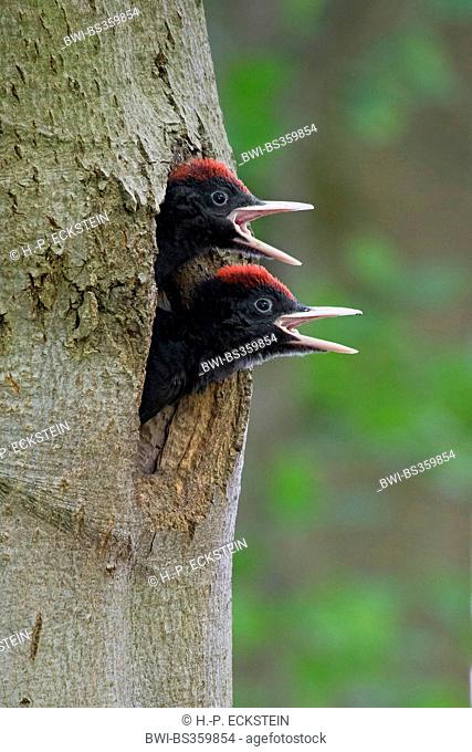 black woodpecker (Dryocopus martius), two young birds looking out a nesting hole, Germany, Mecklenburg-Western Pomerania