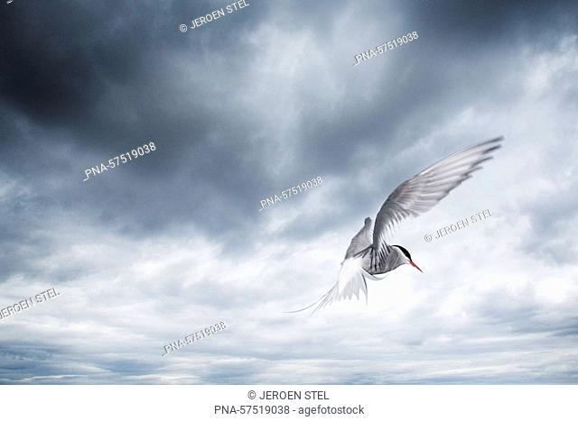 Arctic Tern (Sterna paradisaea), Terns (Sternidae), Shorebirds (Charadriiformes), Birds (Aves), fauna - Farne islands, Northumberland, England, Great Britain