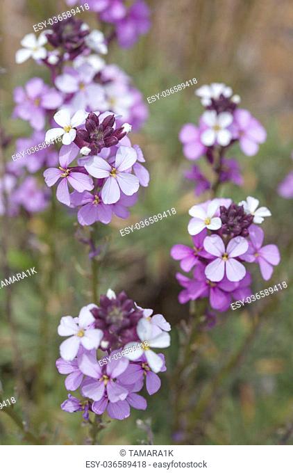 Flora of Gran Canaria - abundant flowering of Erysimum albescens, Gran Canaria wallflower