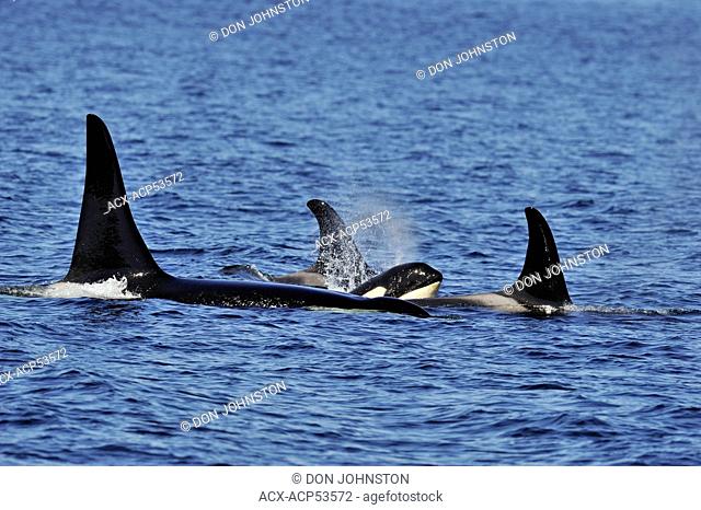 Killer whale Orcinus orca Resident pod in summer feeding territory, Johnstone Strait, Vancouver Island, British Columbia, Canada