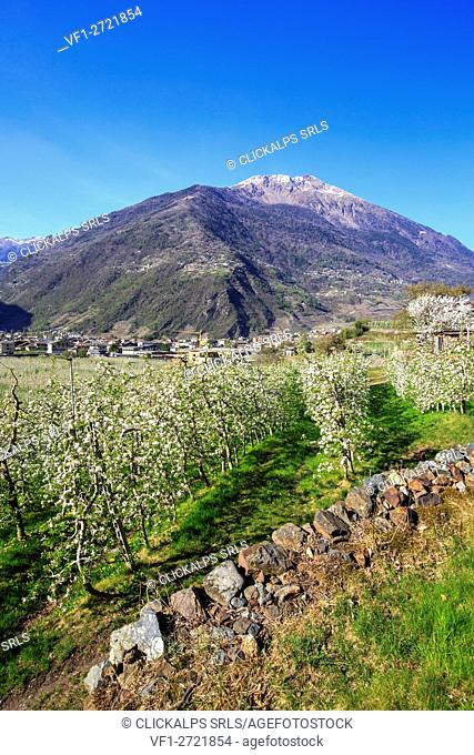 Flowering apple orchards Villa of Tirano Province of Sondrio Lombardy Valtellina Italy Europe