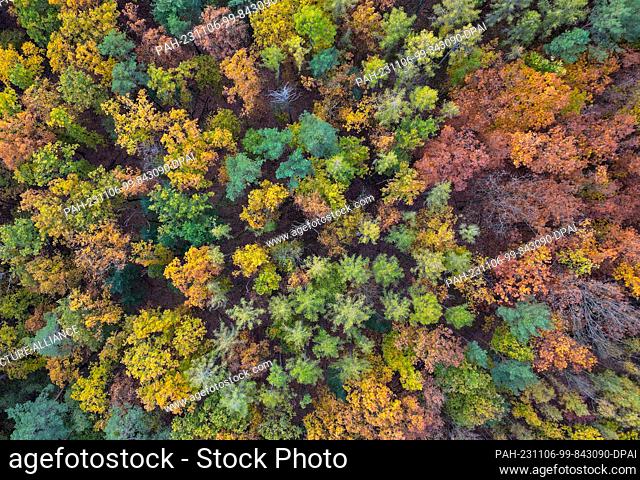06 November 2023, Brandenburg, Fürstenwalde: Deciduous trees in a forest are colored in autumn (aerial view with a drone). Photo: Patrick Pleul/dpa