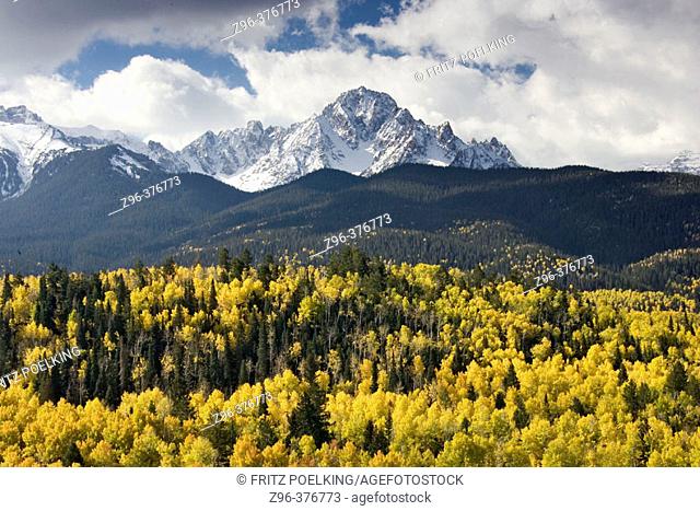 Aspen trees (Populus) and Colorado Blue Spruce (Picea pungens Engelm) at mountains in fall colors. Colorado. USA