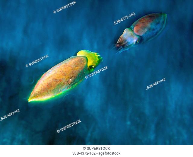 Mating Behavior of Two Reef Squid
