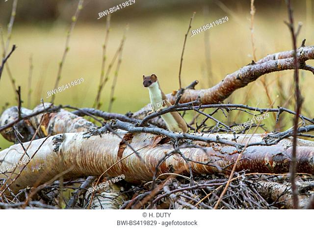 Ermine, Stoat, Short-tailed weasel (Mustela erminea), on a fallen tree trunk, Norway, Lofoten Islands