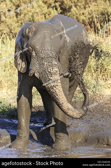 African Elephant (Loxodonta africana). So-called desert elephant. Bull enyoying his time at a pool. Damaraland, Namibia