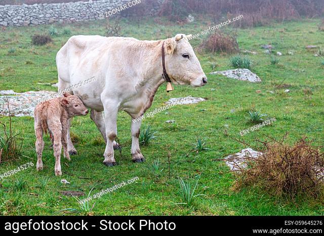 White cow with calf in the mountains of Sardinia, Italy