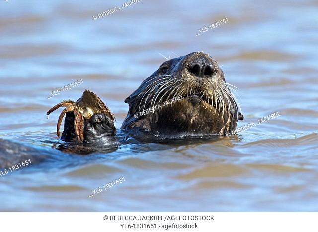 Sea otter holding a crab in Monterey, CA