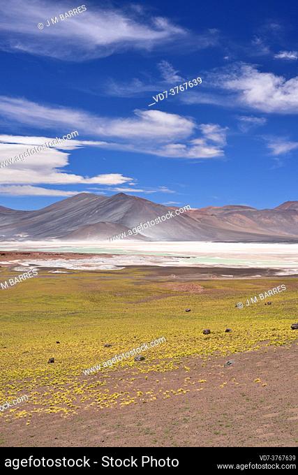 Laguna y Salar de Talar. Salar de Atacama, Antofagasta, Chile