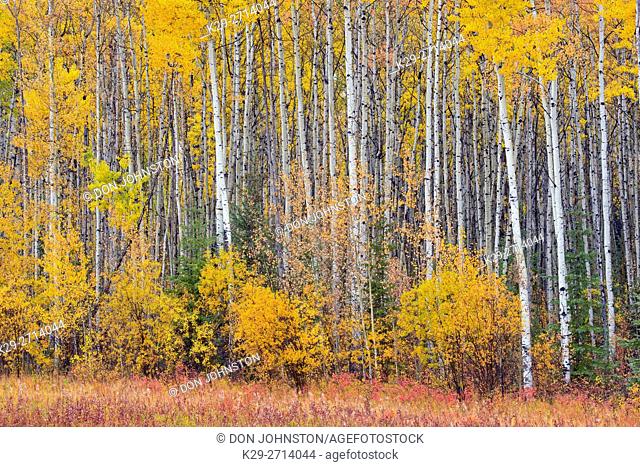 Aspen trees in autumn foliage at the edge of Highway 35, Paddle Prairie, Alberta, Canada