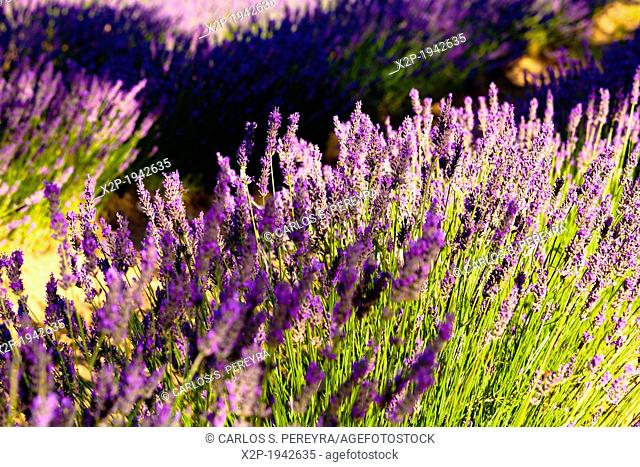Blooming field of Lavender (Lavandula angustifolia) around Sault and Aurel, in the Chemin des Lavandes, Provence-Alpes-Cote d'Azur, Southern France, France
