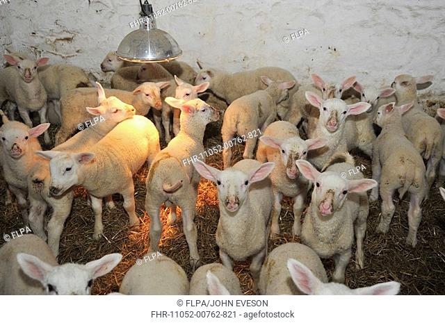 Domestic Sheep, Friesland lambs, flock under heat lamp in shed, Chipping, Lancashire, England