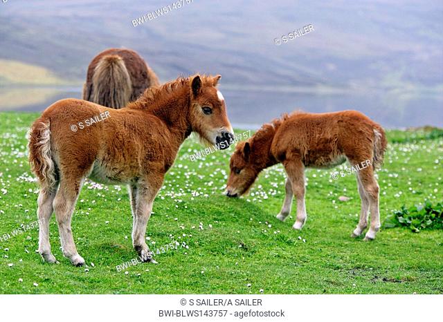 Shetland pony Equus przewalskii f. caballus, two light brown foals standing amidst blooming pasture, one of them grazing and the other one looking away