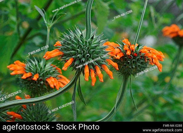 Wild dagga, Lion's tail, Leonotis leonurus, Detail of plant with orange coloured flowers growing outdoor