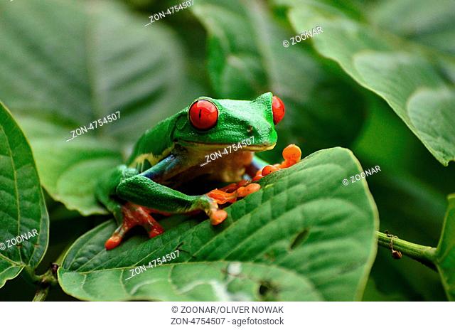 red eyed tree frog in Costa Rica