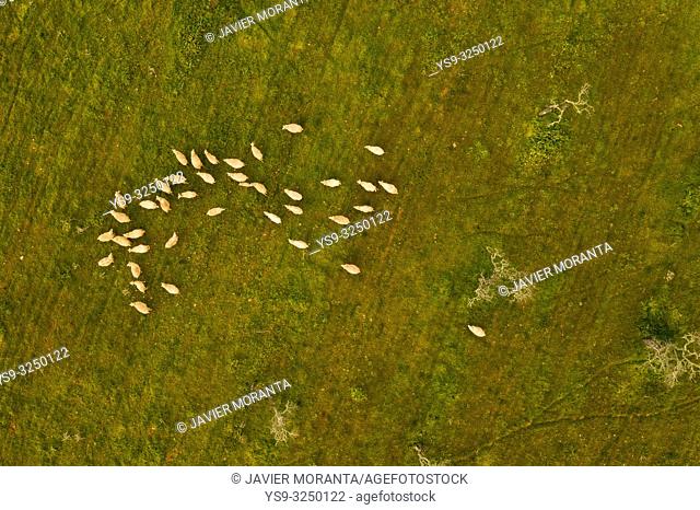 Aerial photograph of a flock of sheep in Llucmajor, Mallorca, Balearic Islands, Spain