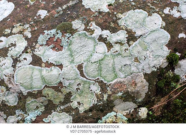 Pertusaria pertusa is a crustose lichen. Ascomycota. Pertusariaceae. This photo was taken in Sierra de Albarracin, Teruel, Spain