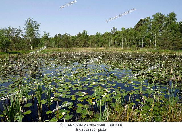 Pond with White Water Lilies (Nymphaea alba), Breites Moor, near Celle, Lower Saxony, Germany