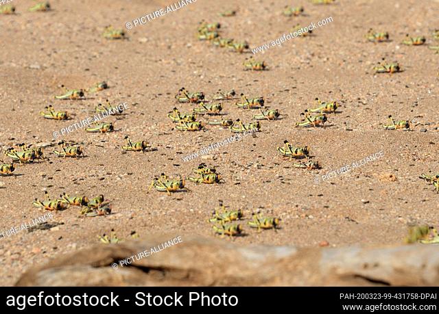 03 March 2020, Kenya, Archers Post: Desert locusts crawl along a riverbed in the Samburu region of northern Kenya. They belong to a new generation of locusts...