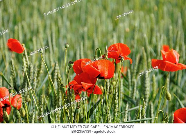 Blooming Corn poppies (Papaver rhoeas) in an organic wheat field (Triticum), Kleingeschaidt, Middle Franconia, Bavaria, Germany, Europe