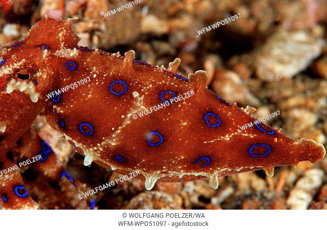 Blue ring octopus, Hapalochlaena sp., Lembeh Strait Sulawesi Indonesia Indian Ocean, Indonesia