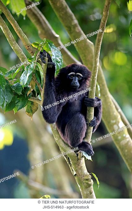 Agile Gibbon, Dark-handed Gibbon, (Hylobates agilis), Asia, adult on tree
