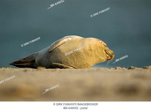Atlantic Grey Seal (Halichoerus grypus) pup rolling around on the beach at Helgoland Island, North Sea, Lower Saxony, Germany, Europe