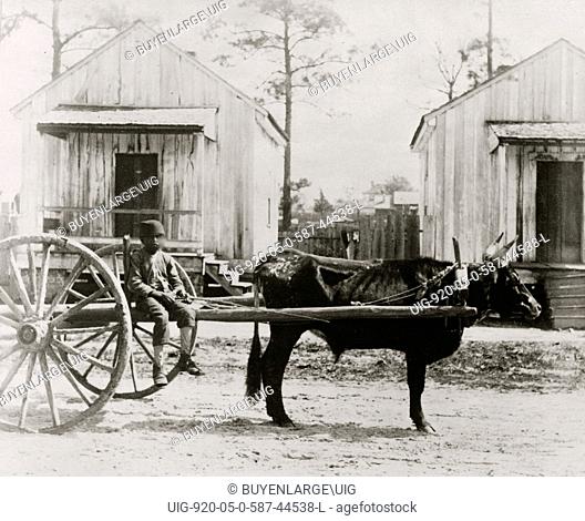 Negro ox-team, Thomasville, Geo. 1889