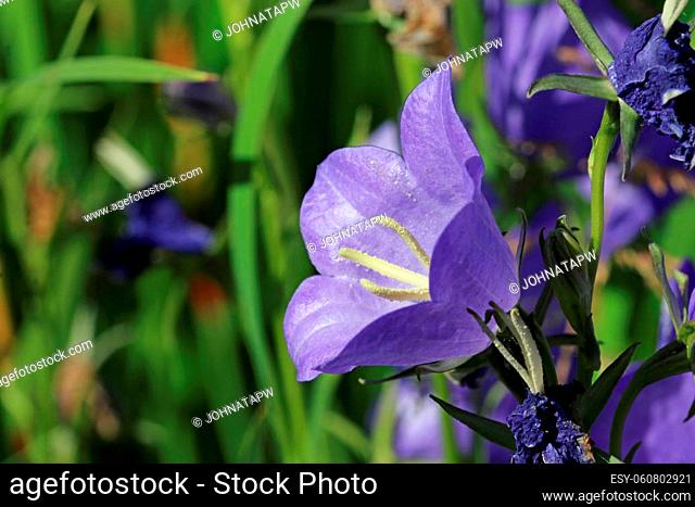 Blue canterbury bell, Campanula medium of unknown variety, flowers in close up with a blurred background of leaves and flowers