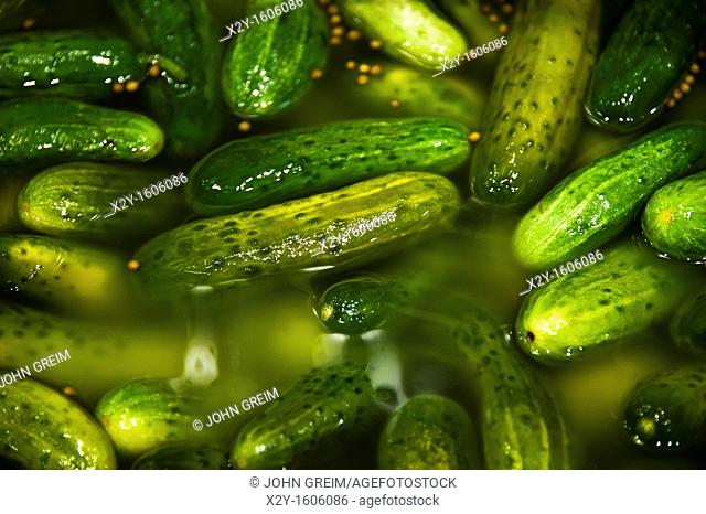 Barrel of pickles