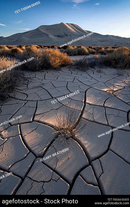 United States, California, Cracked sand dunes and bushes