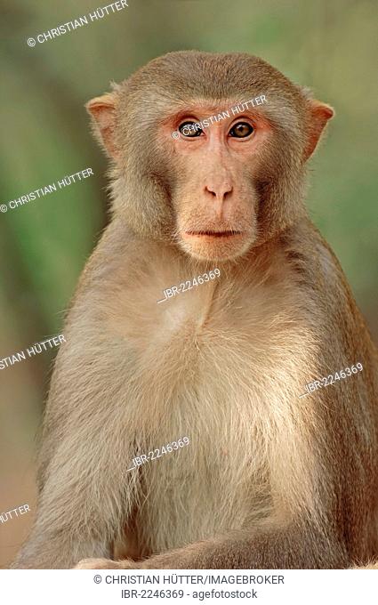Rhesus Monkey or Macaque, (Macaca mulatta), male, Keoladeo Ghana National Park, Rajasthan, India, Asia