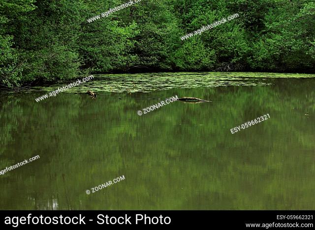 Teichrosen, Nuphar, Spatterdock, Teich, Blüte, Pond with spatterdocks