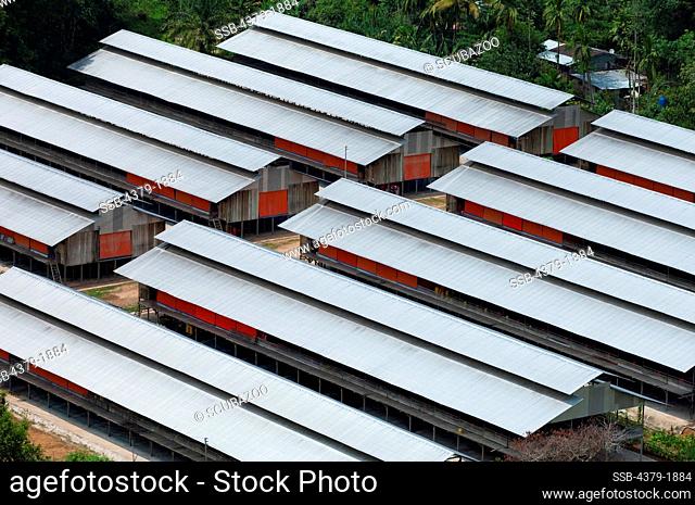 Aerial View of chicken factory sheds, Sabah State, Malaysia