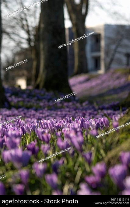 Colorful crocus blossom in Husum castle park, Germany