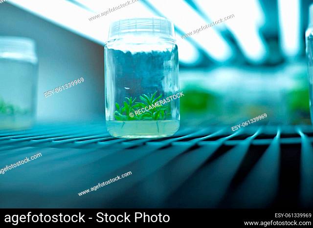 In vitro culture of lavenders (Lavandula spp.), biology science for plant regeneration. Regulators, culture media and types of lights in vitro propagation for...