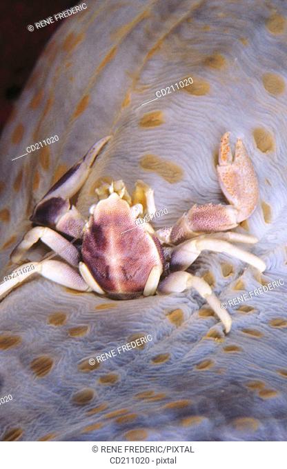 Porcelain crab (Neopetrolisthes ohshimai)