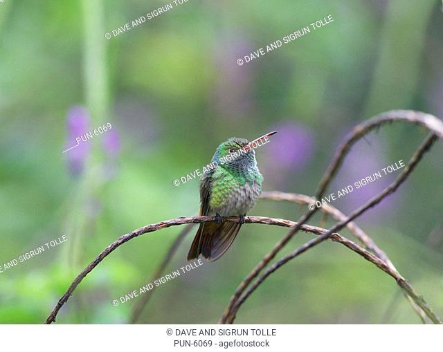 Rufous-tailed hummingbird Amazilia tzacatl perched on a branch