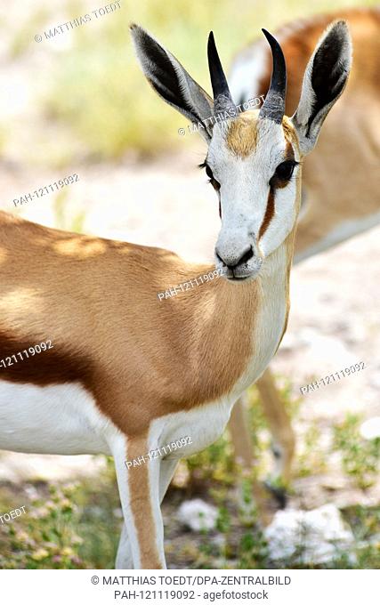 Young springbok (Antidorcas marsupialis) in the Namibian Etosha National Park. This antelope species is distributed exclusively throughout Southern Africa