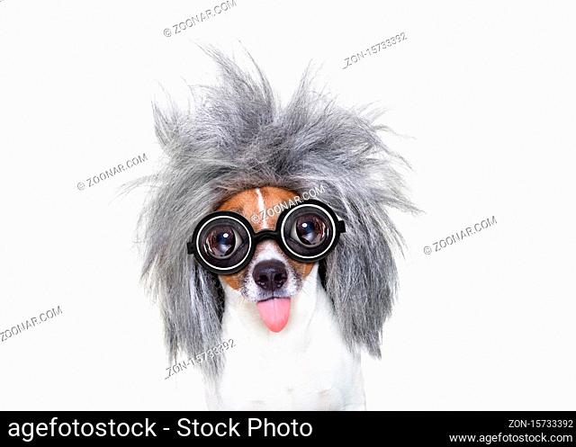 smart and intelligent jack russell dog with nerd glasses wearing a grey hair stikcing out the tongue , isolated on white background