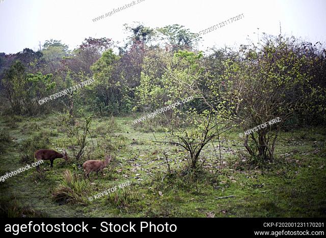 Deer pictured Kaziranga National Park, Assam, India on 9 March, 2019. Kaziranga National Park in Assam in the northeast of India is a reserve of tigers and the...